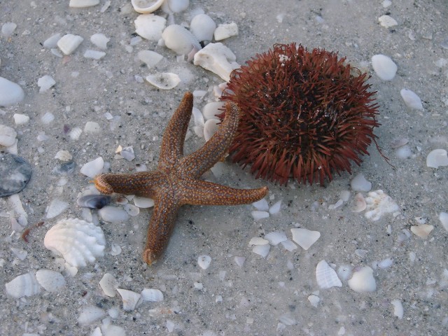 Starfish and Sea Urchin