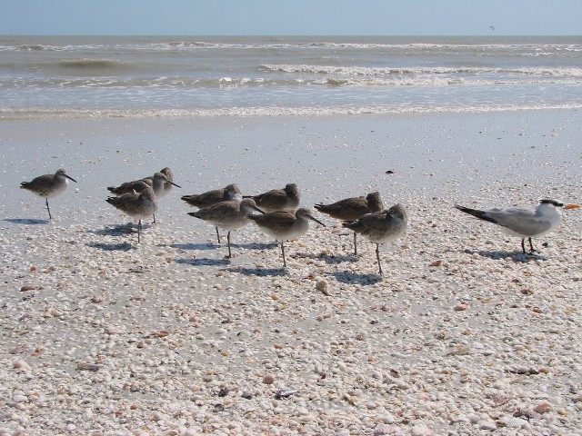 Seagulls