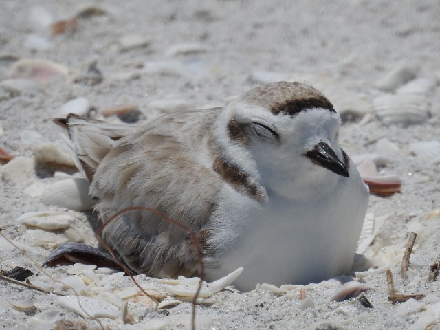 snowy plover