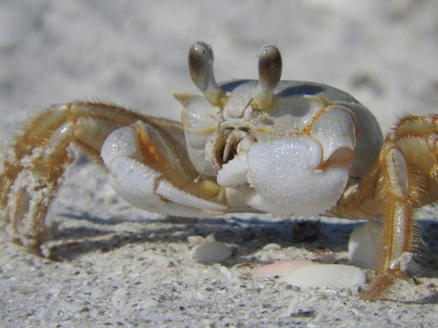 Cute Crab