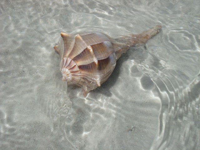 Sea Shell