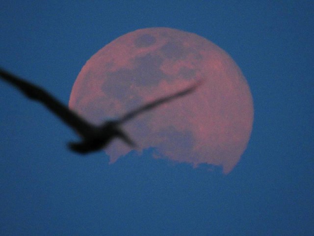 Moon And Bird