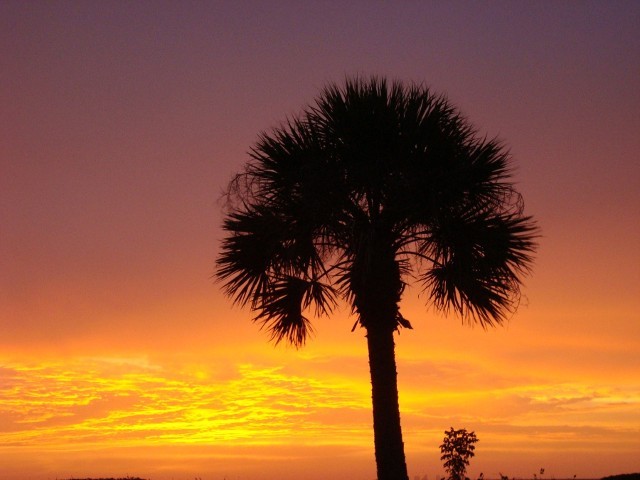 Sunset Palm Tree