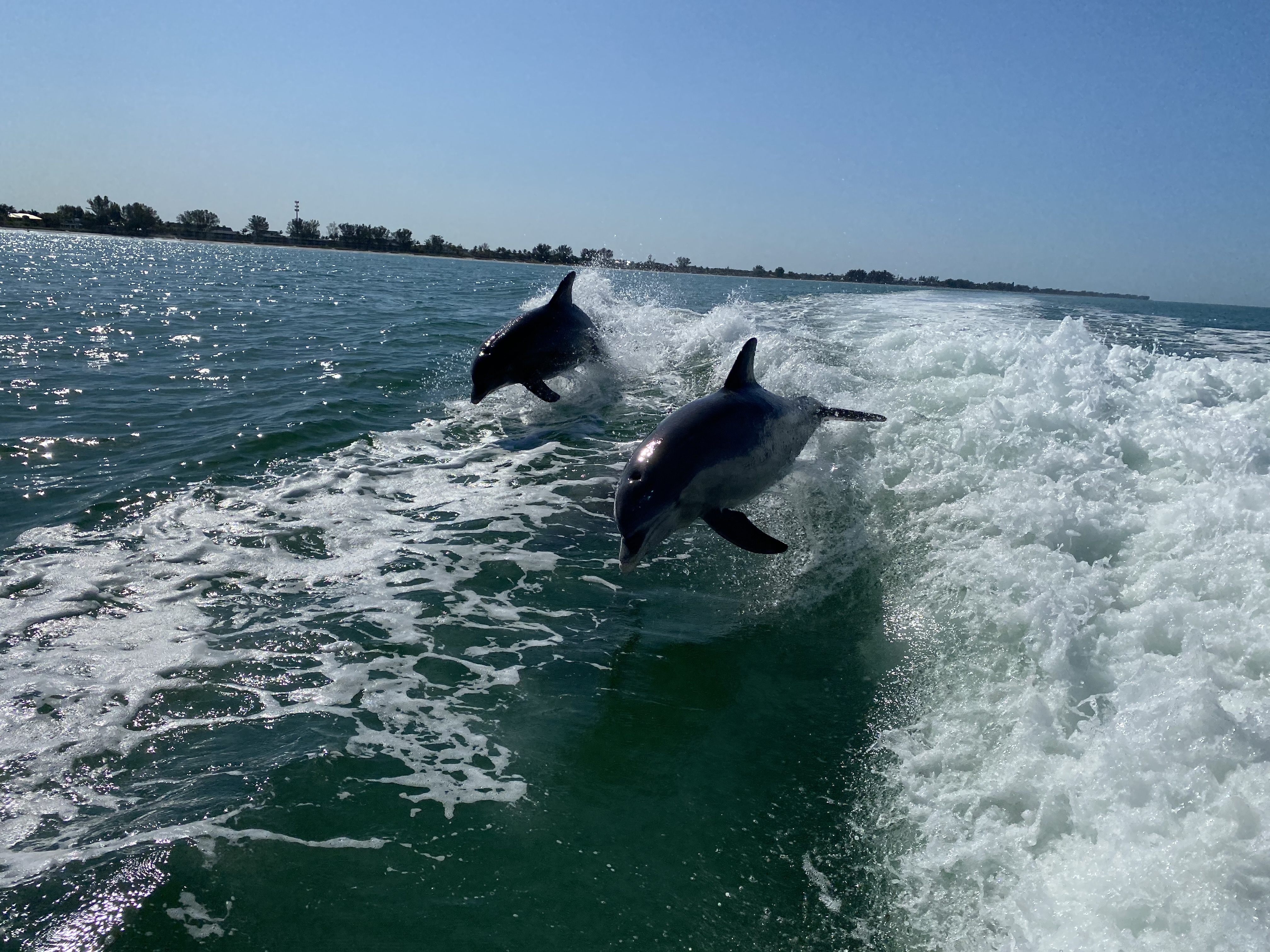 dolphins